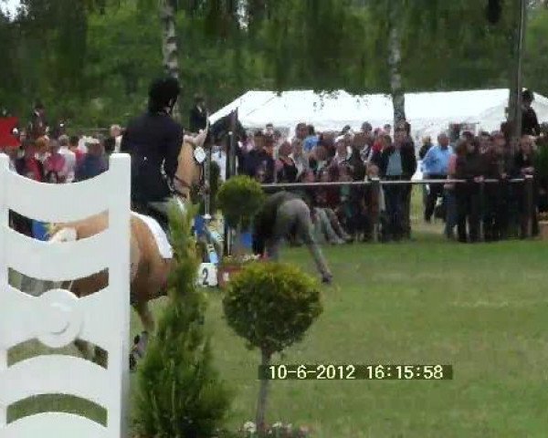 jumper Golden Toast (German Riding Pony, 2002, from Golden Dancer)