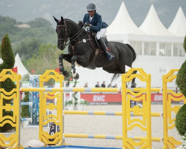 Springpferd Ultime de La Roque (Selle Français, 2008, von Kannan)