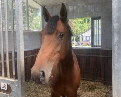 broodmare Velvett B (German Sport Horse, 2013, from Verdi)