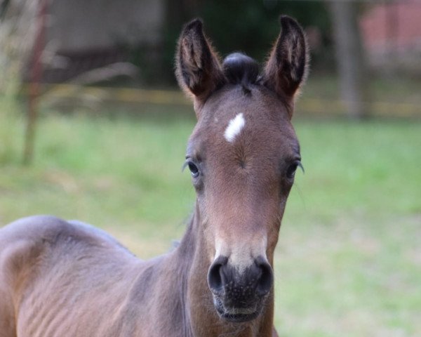 horse Silberfee AML (Mecklenburg, 2022, from Silberschmied)