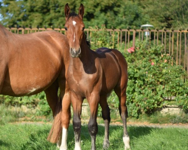 horse Grabenprinz AML (Mecklenburg, 2020, from Grabenstern I)