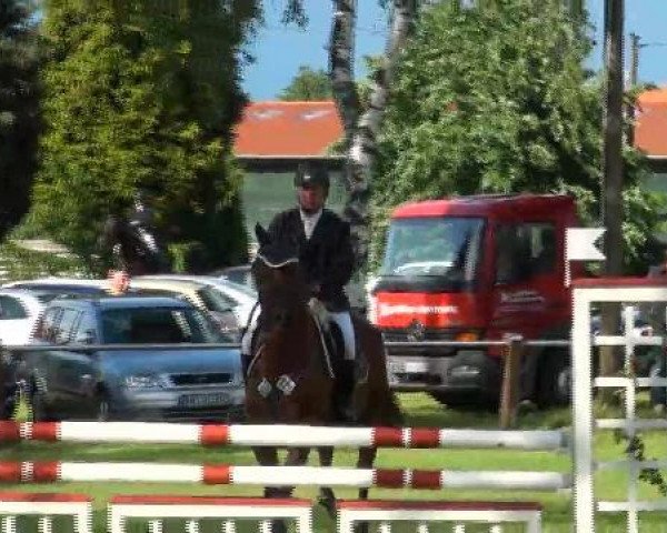 jumper Charly 1455 (Oldenburg show jumper, 2007, from Chalan) jumper Charly 1455 (Oldenburg show jumper, 2007, from Chalan)