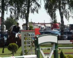 jumper Calino (Holsteiner, 1999, from Candillo Z)