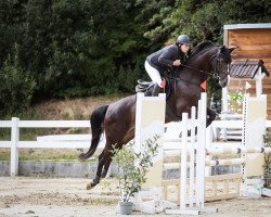 jumper Quicksilwa (Hanoverian, 2011, from Quintender 2)