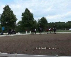 horse Nobody 349 (unknown,  )