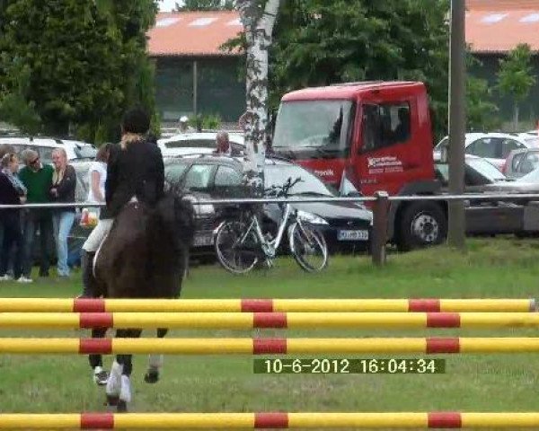jumper Schwebeteilchen (German Riding Pony, 2007, from Hightrick)