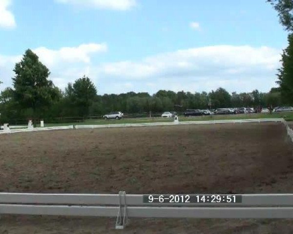 horse Pattric S (Oldenburg, 1996, from Parademarsch I)
