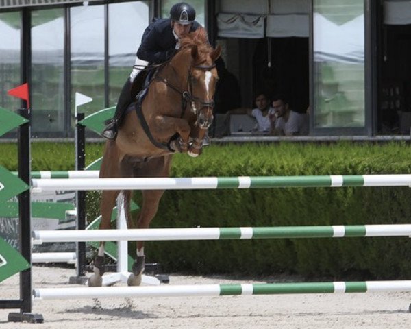 jumper I am So Special de Muze (KWPN (Royal Dutch Sporthorse), 2013, from Triomphe de Muze)