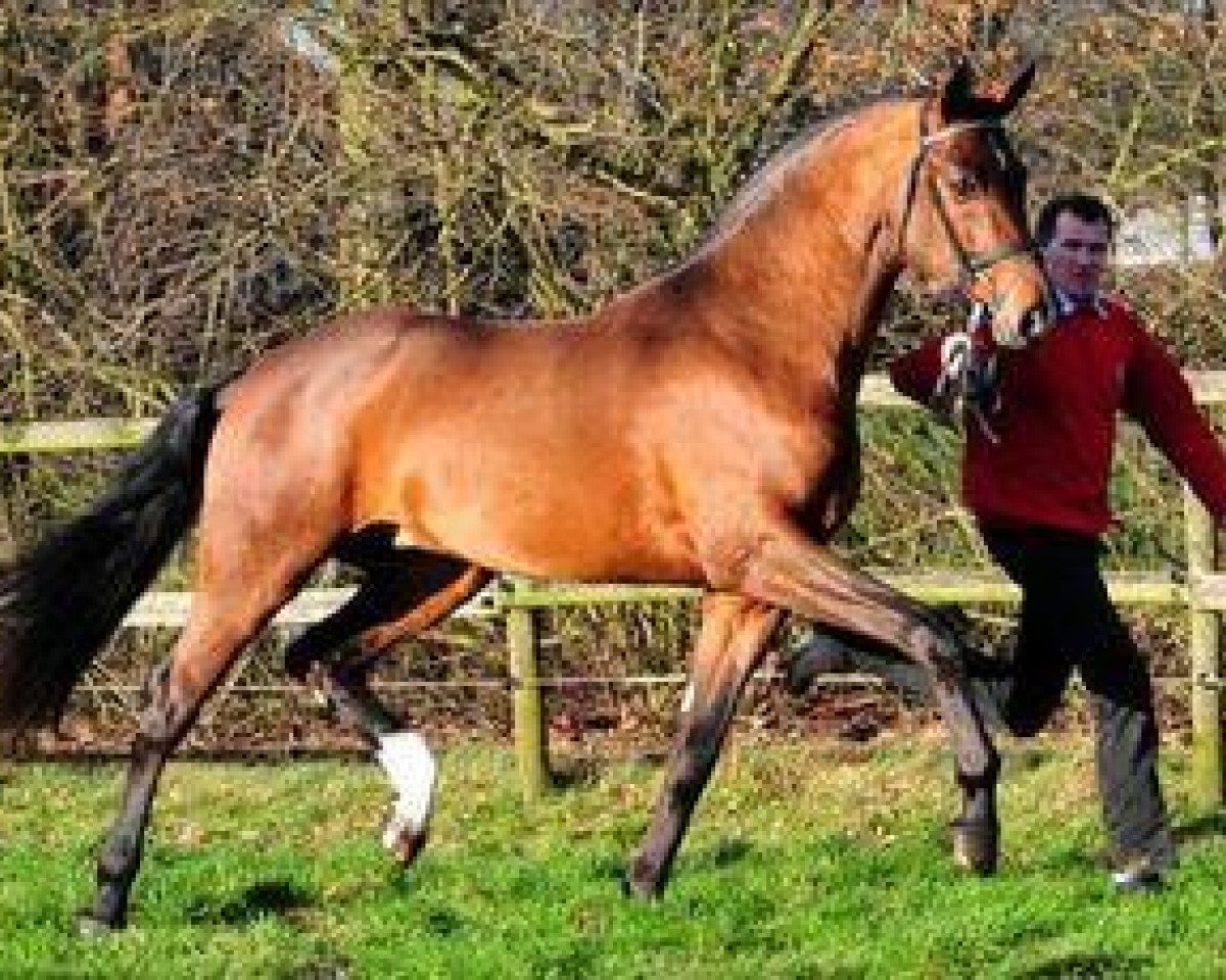 stallion Dagobert 106 (Württemberger, 2009, from Don Diamond)