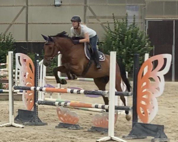 jumper Balou´s Mr.x (Oldenburg show jumper, 2018, from Sylvain)