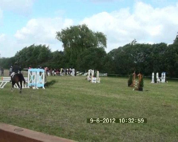 jumper Faisal Z. (Oldenburg show jumper, 2006, from Forsyth)