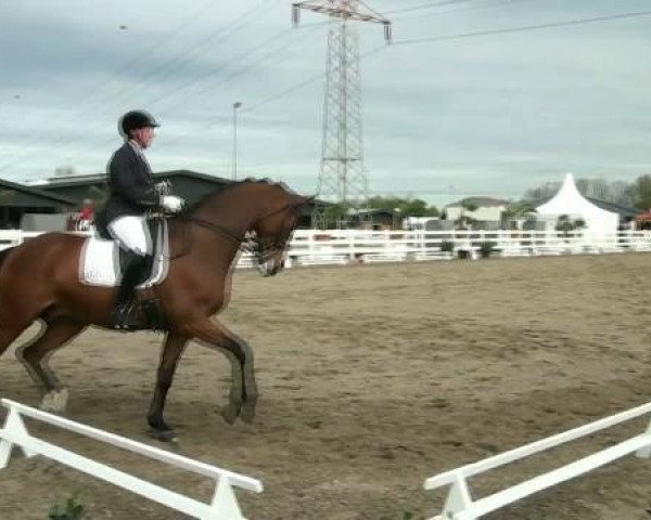 Dressurpferd Rocking Rhythm (Westfale, 2002, von Rolls Royce)