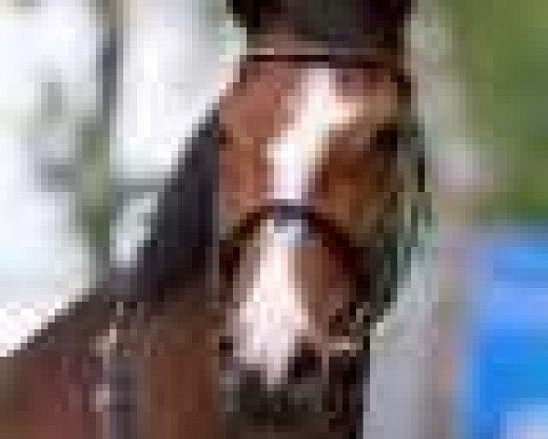 Fattrice Brisant 8 (Oldenburger, 2005, di Balou du Rouet)