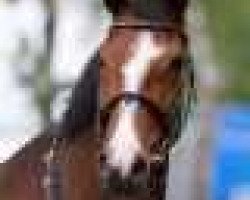broodmare Brisant 8 (Oldenburg, 2005, from Balou du Rouet)