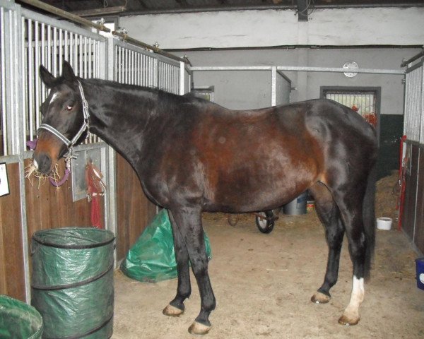 horse Feine Cardinale (Hanoverian, 1993, from Feiner Graf)