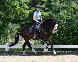 stallion Bin Quietschbunt...na Und Ea W (German Riding Pony, 2018, from Black Eyes Peas)