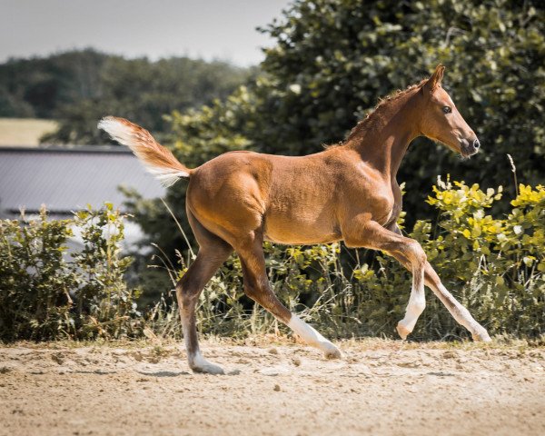 horse Dein Anwalt (German Riding Pony, 2022, from D-Gold AT NRW)