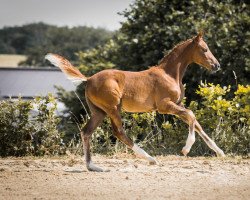 horse Dein Anwalt (German Riding Pony, 2022, from D-Gold AT NRW)