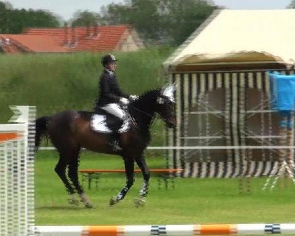jumper Ruby 148 (Oldenburg, 2006, from Rubinero 2)