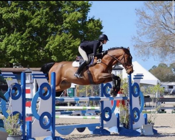 jumper Iron Man 17 (KWPN (Royal Dutch Sporthorse), 2013, from Indoctro)