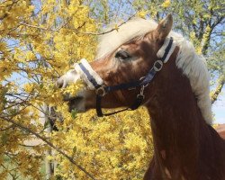 jumper Wintergold G (Haflinger, 2013)