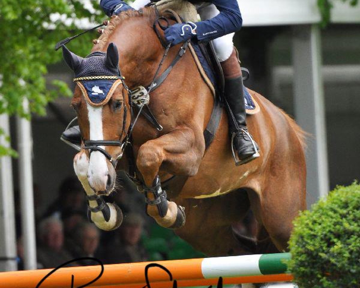Springpferd Bond James Bond (Oldenburger Springpferd, 2003, von Balou du Rouet)