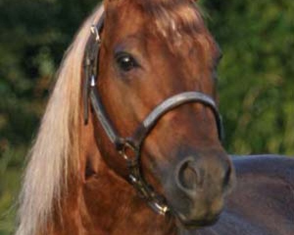 stallion Grays Starlight (Quarter Horse, 1984, from Peppy San Badger)