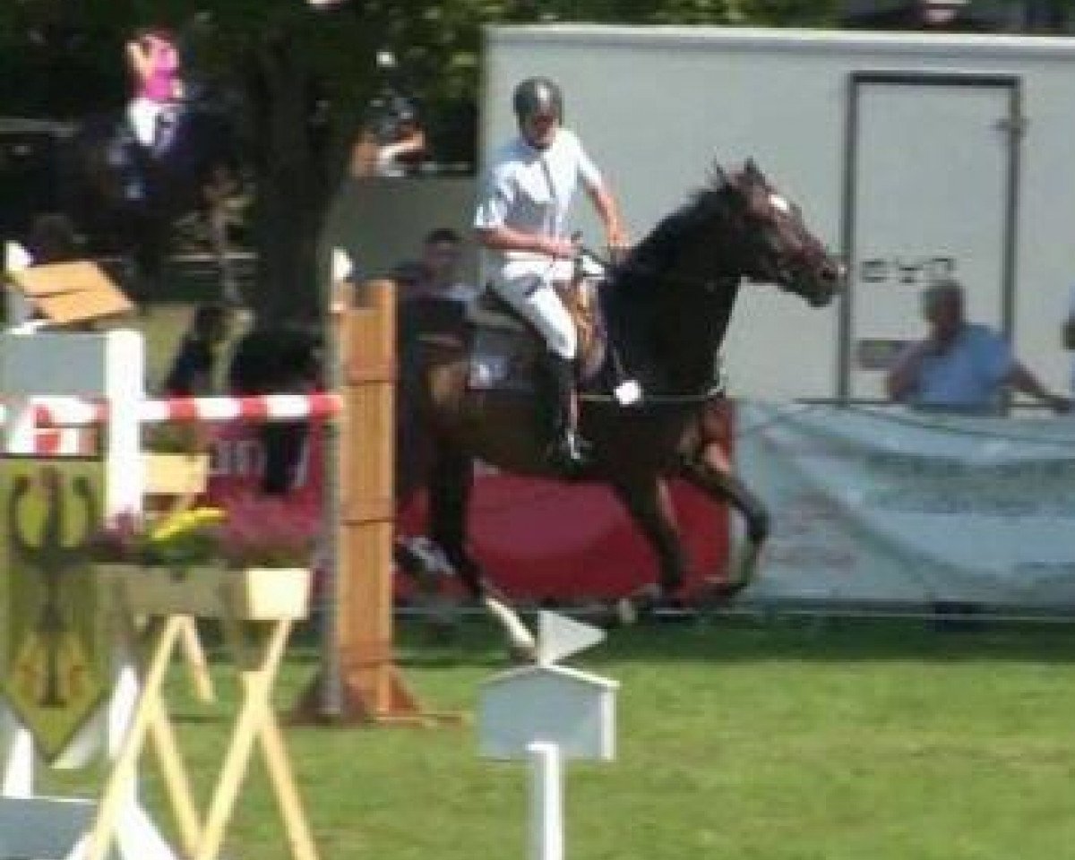 stallion Landfalk (Holsteiner, 1984, from Landgraf I)