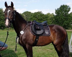 broodmare Marabelle S (Oldenburg, 2009, from Lauries Crusador xx)