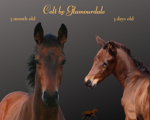 horse Glamourjack (Hanoverian, 2022, from Glamourdale)