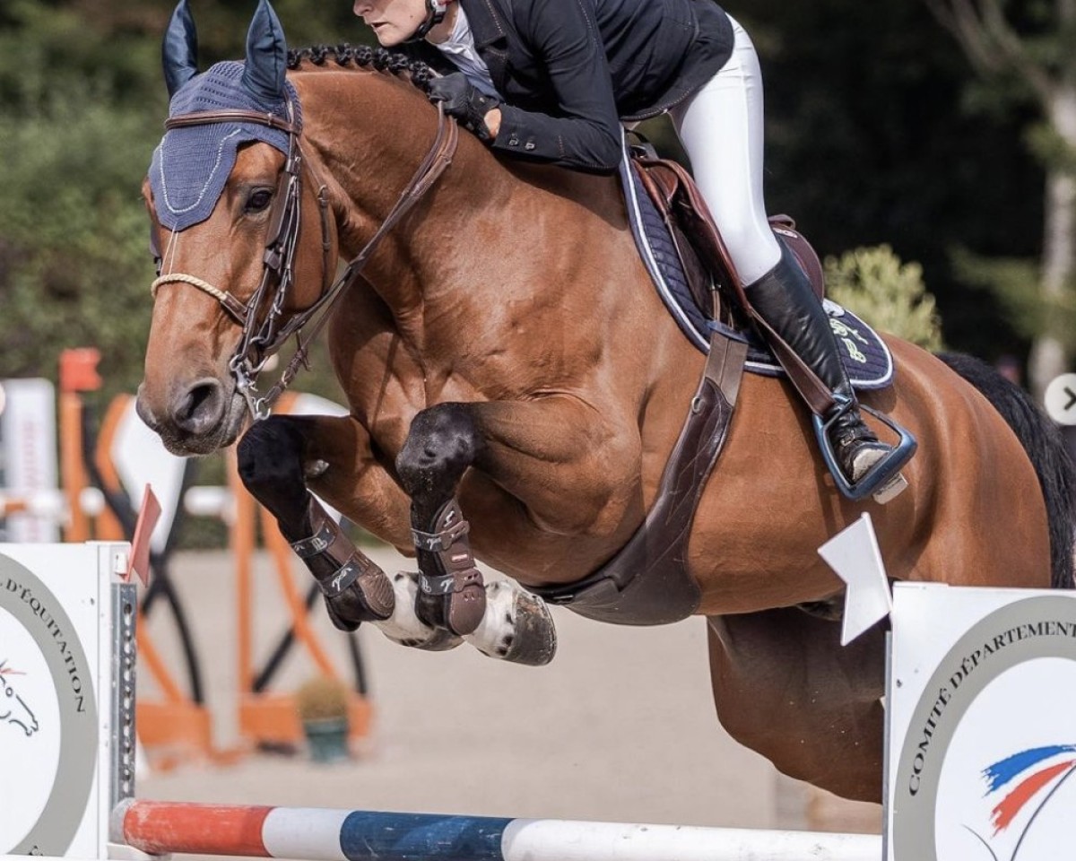 Springpferd Falcone Villers (Selle Français, 2015, von Guarana Champeix)