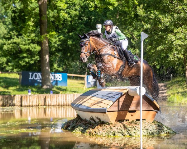 jumper Monsieur Schnabel (Trakehner, 2008, from Grafenstolz) jumper Monsieur Schnabel (Trakehner, 2008, from Grafenstolz)