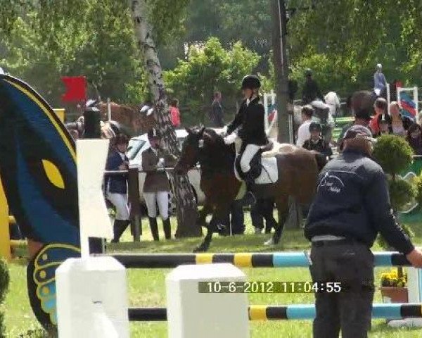 dressage horse Borgetti S (German Riding Pony, 2002)