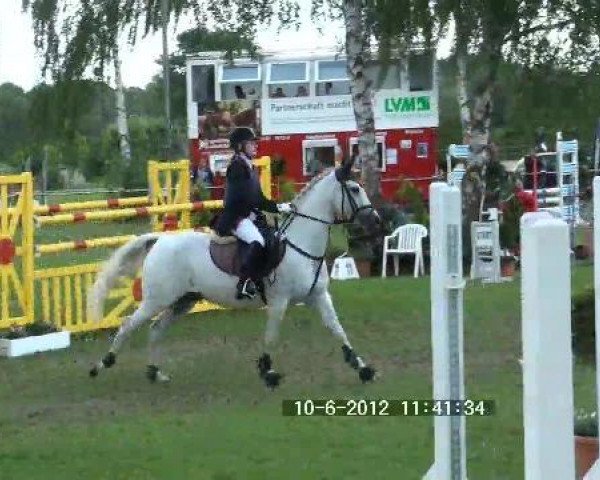 jumper Delphi (German Riding Pony, 1995, from Dressman) jumper Delphi (German Riding Pony, 1995, from Dressman)