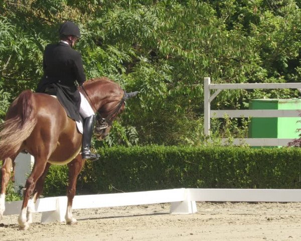Reitturnier Neu-Anspach 2022