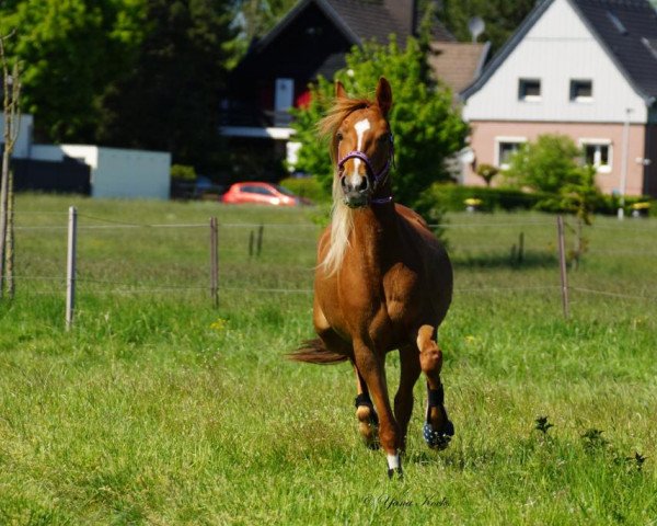 horse W‘s Gin Tonic (New Forest Pony, 2015, from Slangenburg's Alexander)