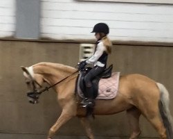 Pferd Wonderful Lisa (Deutsches Reitpony, 2015, von Steendiek's FS Dali)