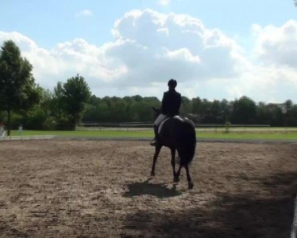 jumper Pia Panamera (Mecklenburg, 2007, from Prinz Oldenburg)