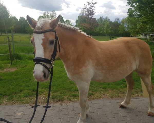 dressage horse Arabella van de Schotenshoeve (Haflinger, 2008, from 1338 Afghan II)