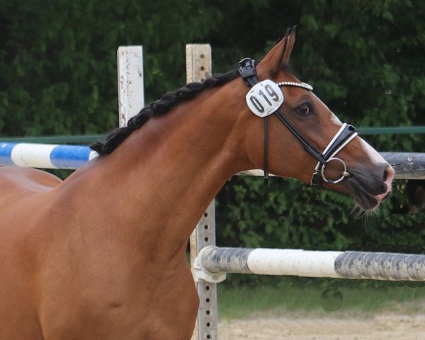 Zuchtstute Connection 19 (Deutsches Reitpony, 2007, von FS Champion de Luxe)