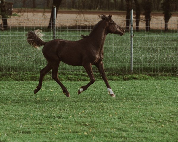 Pferd Darkcoeur (Deutsches Reitpony, 2021, von Danny Zuko)