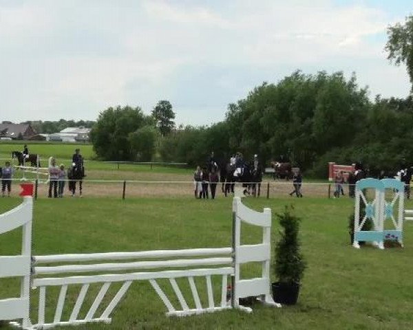 broodmare Constantia 5 (Westphalian, 2005, from Collin L)