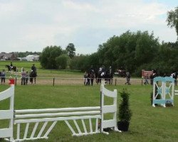 broodmare Constantia 5 (Westphalian, 2005, from Collin L)