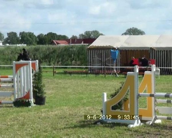 Dressurpferd Hofnarr 4 (Westfale, 2007) Dressurpferd Hofnarr 4 (Westfale, 2007)