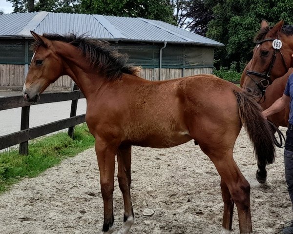 horse Arrow KE (Holsteiner, 2022, from All Star)