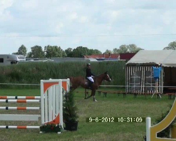 Springpferd Donna Lion (Deutsches Sportpferd, 2006, von Don Papas)