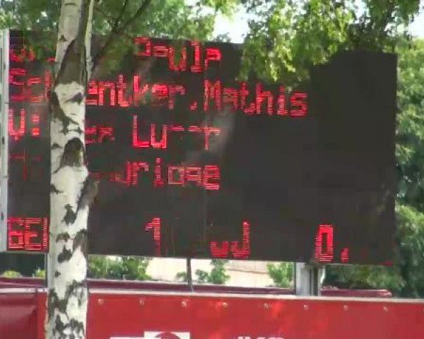 Zuchtstute La Paula (Oldenburger Springpferd, 2007, von Lex Lugar)