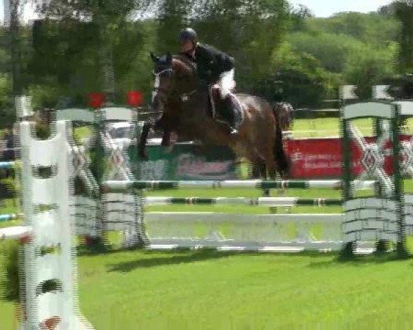 jumper Campinas (Holsteiner, 2008, from Clintord)