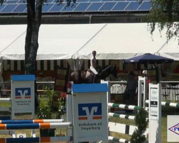 jumper Enorm 21 (Hanoverian, 2004, from Escudo I)