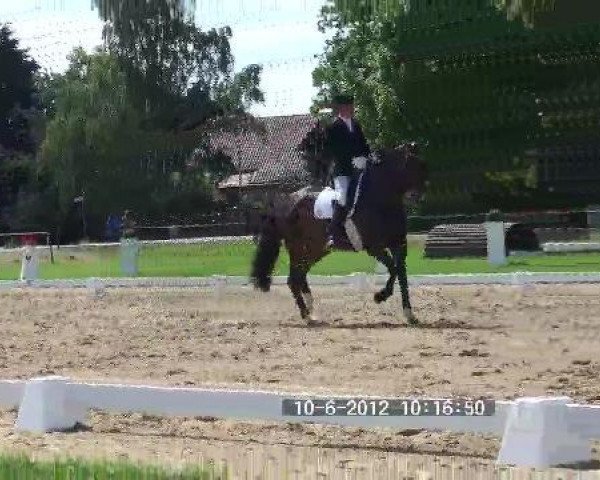 dressage horse Fritz 611 (Hanoverian, 2005, from Florencio I)